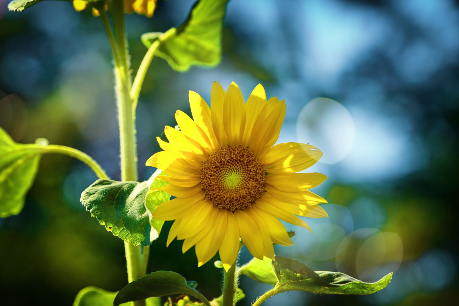 Sony FE 70-200mm F4 G OSS sample photo. Sunflower, sun, summer photography