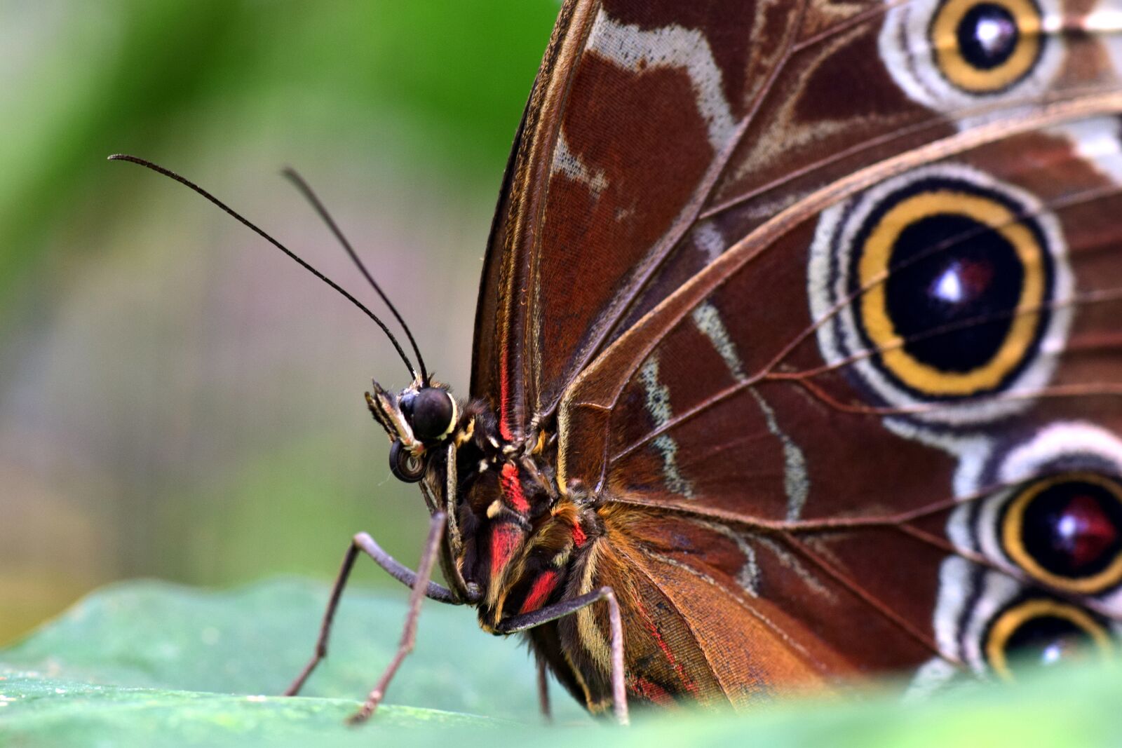 Nikon D3300 sample photo. Blue morphofalter, morpho peleides photography