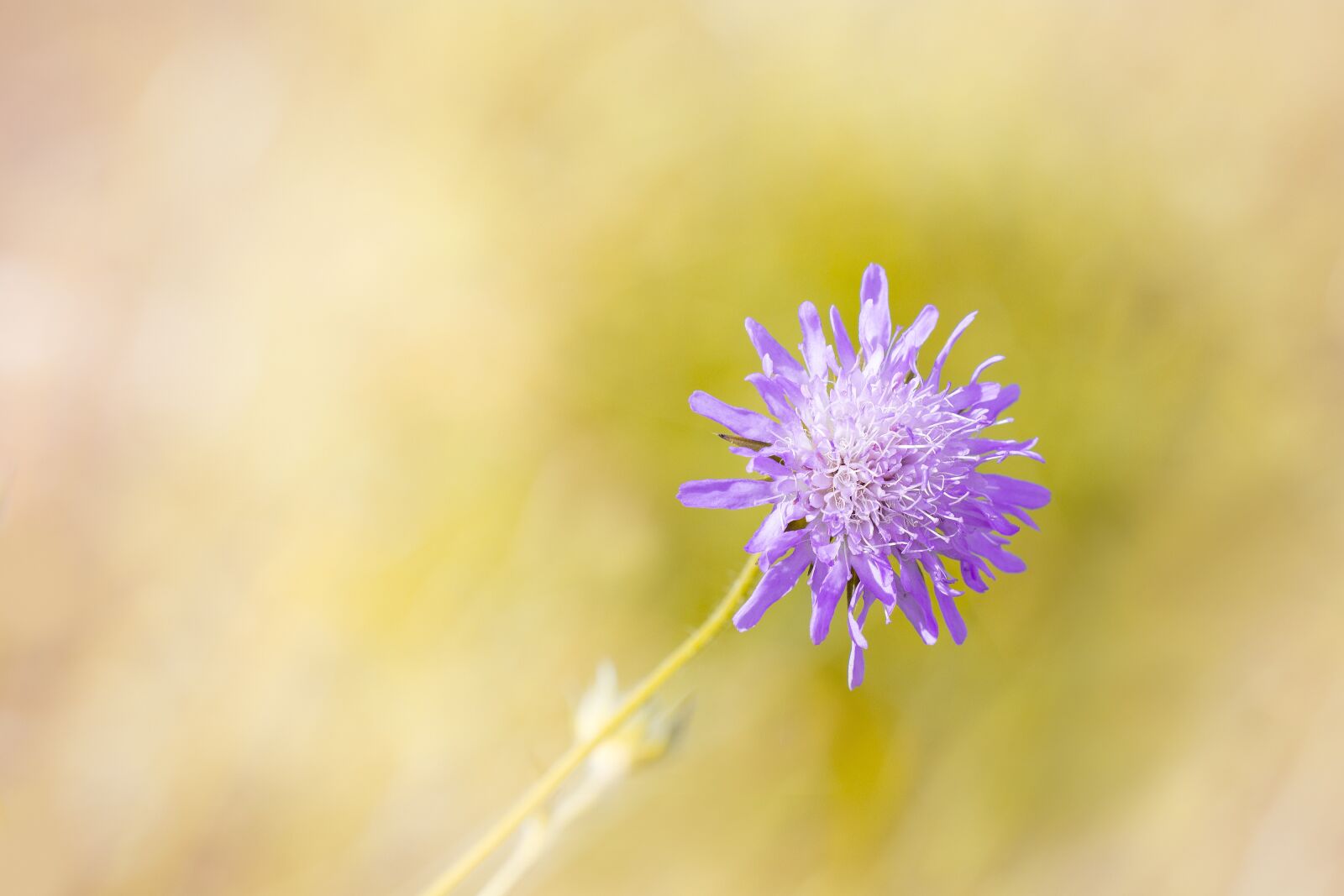 Nikon D7100 sample photo. Deaf-skabiose, scabiosa columbaria, caprifoliaceae photography