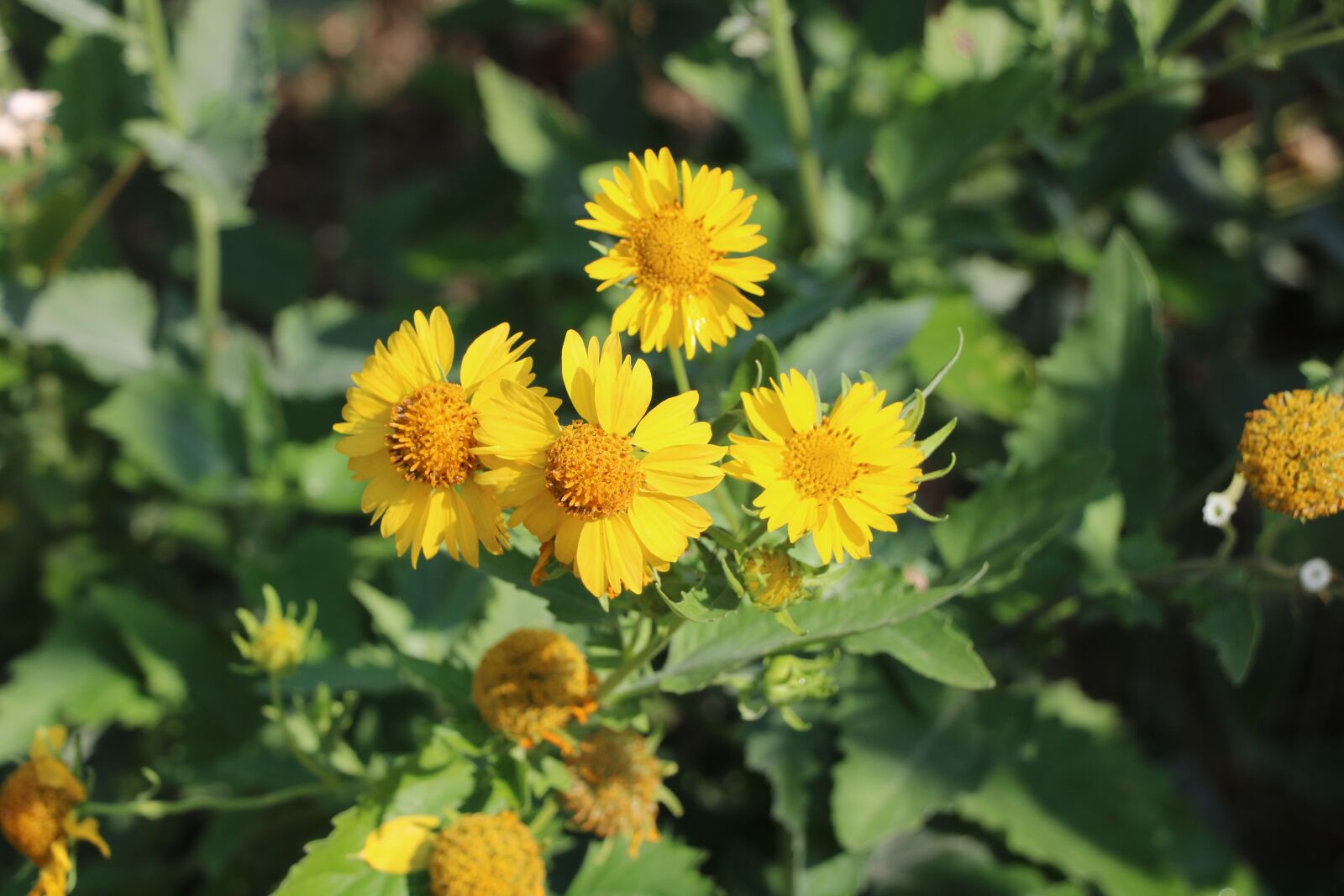 Canon EOS 760D (EOS Rebel T6s / EOS 8000D) + Canon EF-S 18-135mm F3.5-5.6 IS USM sample photo. Yellow, garden, nature photography