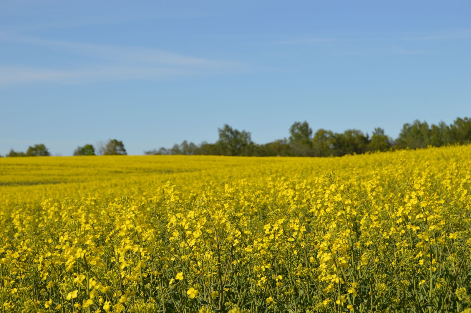 Nikon D3200 sample photo. Rapsmark, summer, field photography