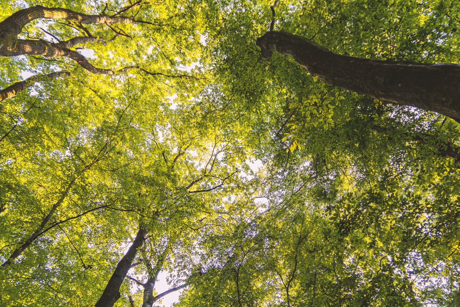 Nikon D7100 sample photo. Forest, green, nature photography