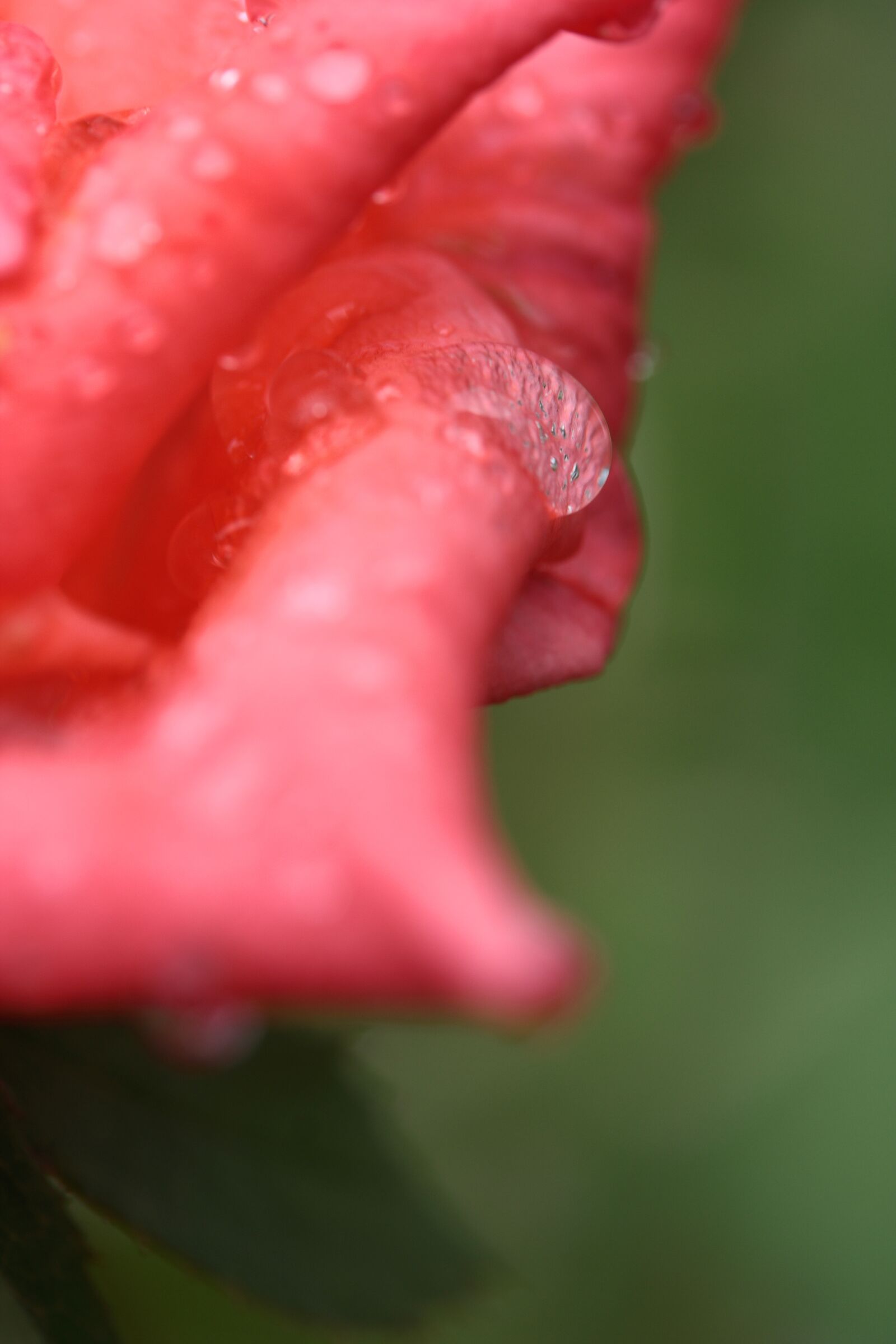 Canon EOS 40D sample photo. Rose, macro, pink photography