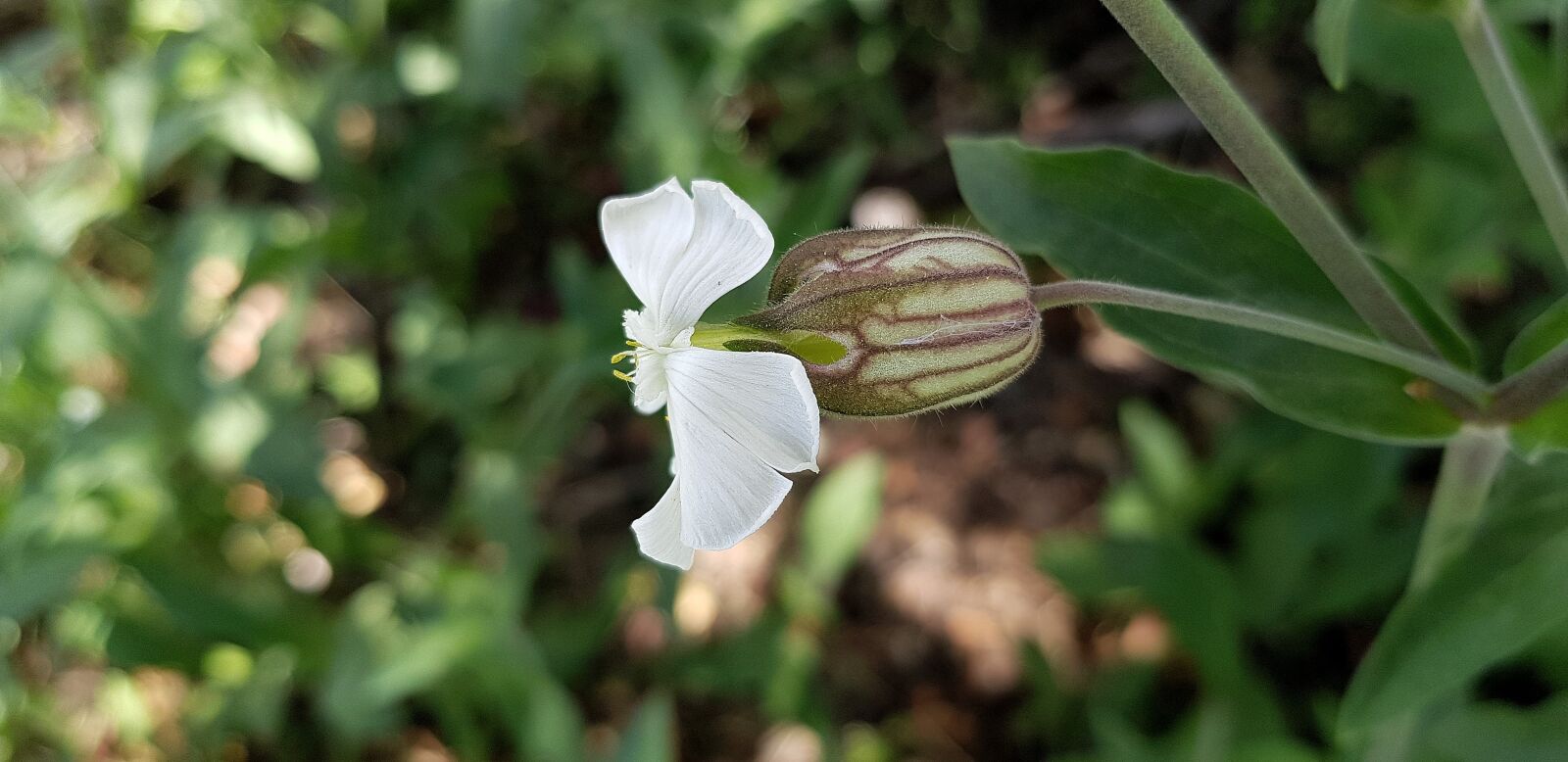 Samsung Galaxy S8 sample photo. Nature, plant, flower photography