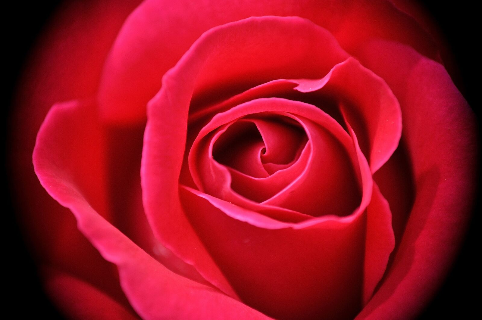 Nikon D90 sample photo. Rose, blossom, bloom photography