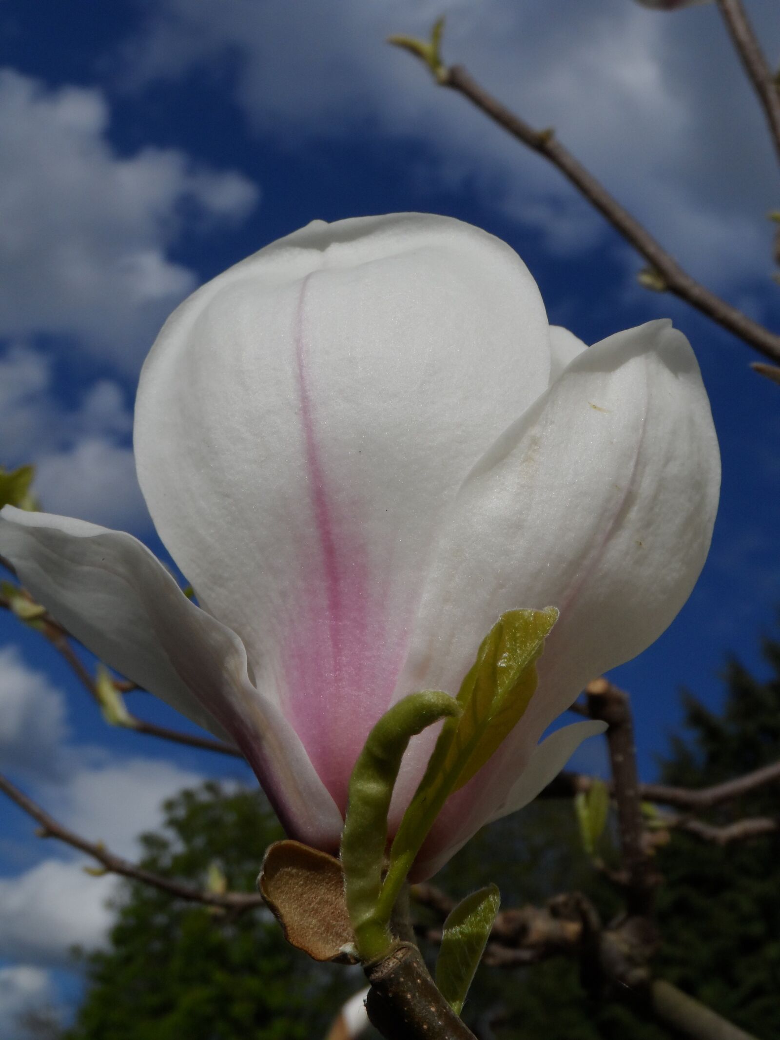 Samsung WB150 / WB150F / WB152 / WB152F / WB151 sample photo. Magnolia, blossom, bloom photography