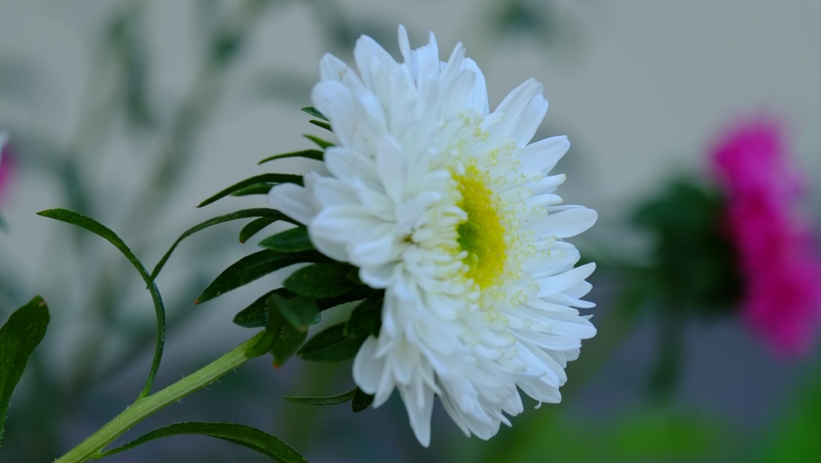 Fujifilm X-Pro1 sample photo. Flower, white, garden photography