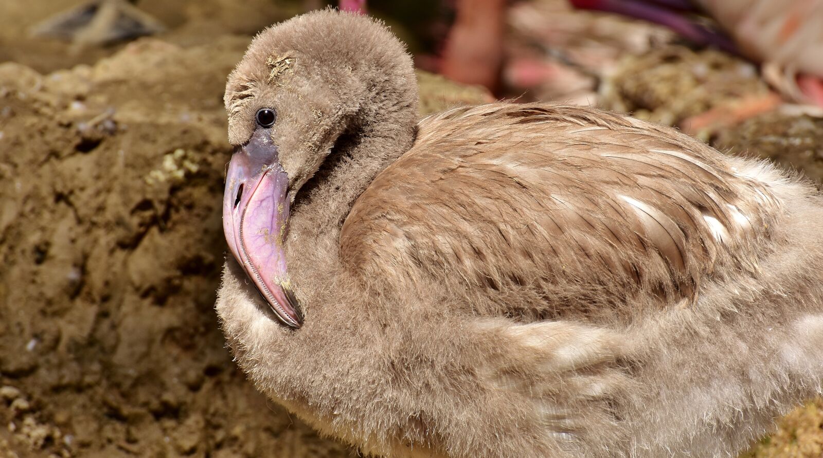 Nikon D7200 sample photo. Flamingo, young bird, young photography