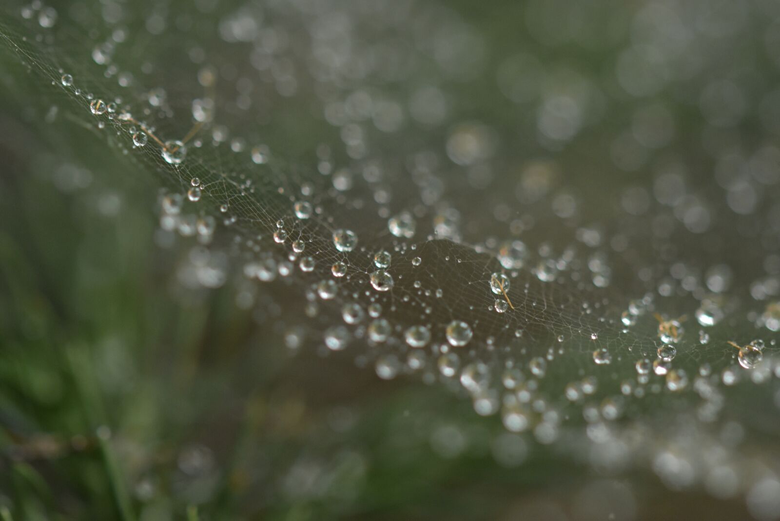 Nikon D3400 sample photo. Bubble, droplets, spiderweb photography