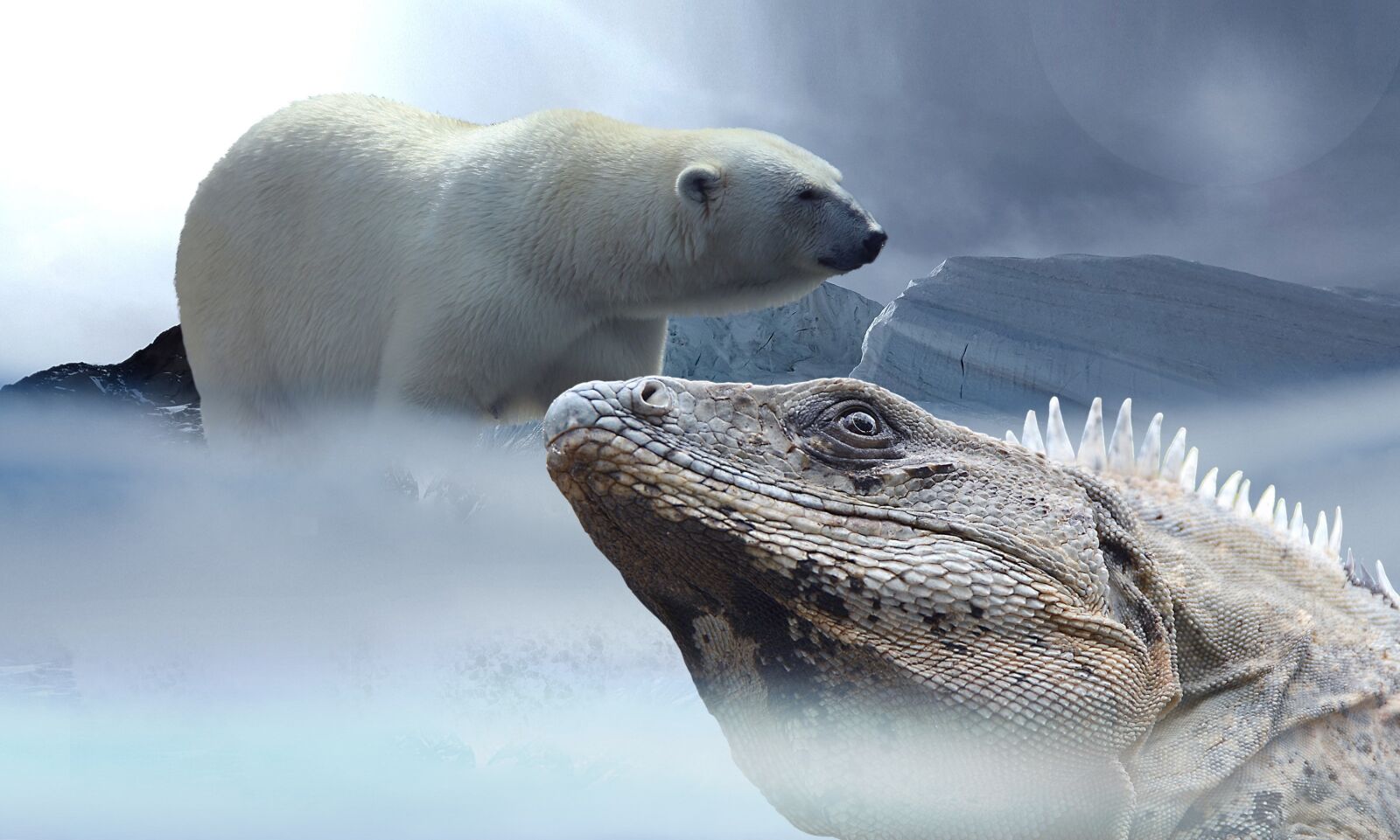 Samsung Galaxy Alpha sample photo. Polar bear, lizard, iguana photography