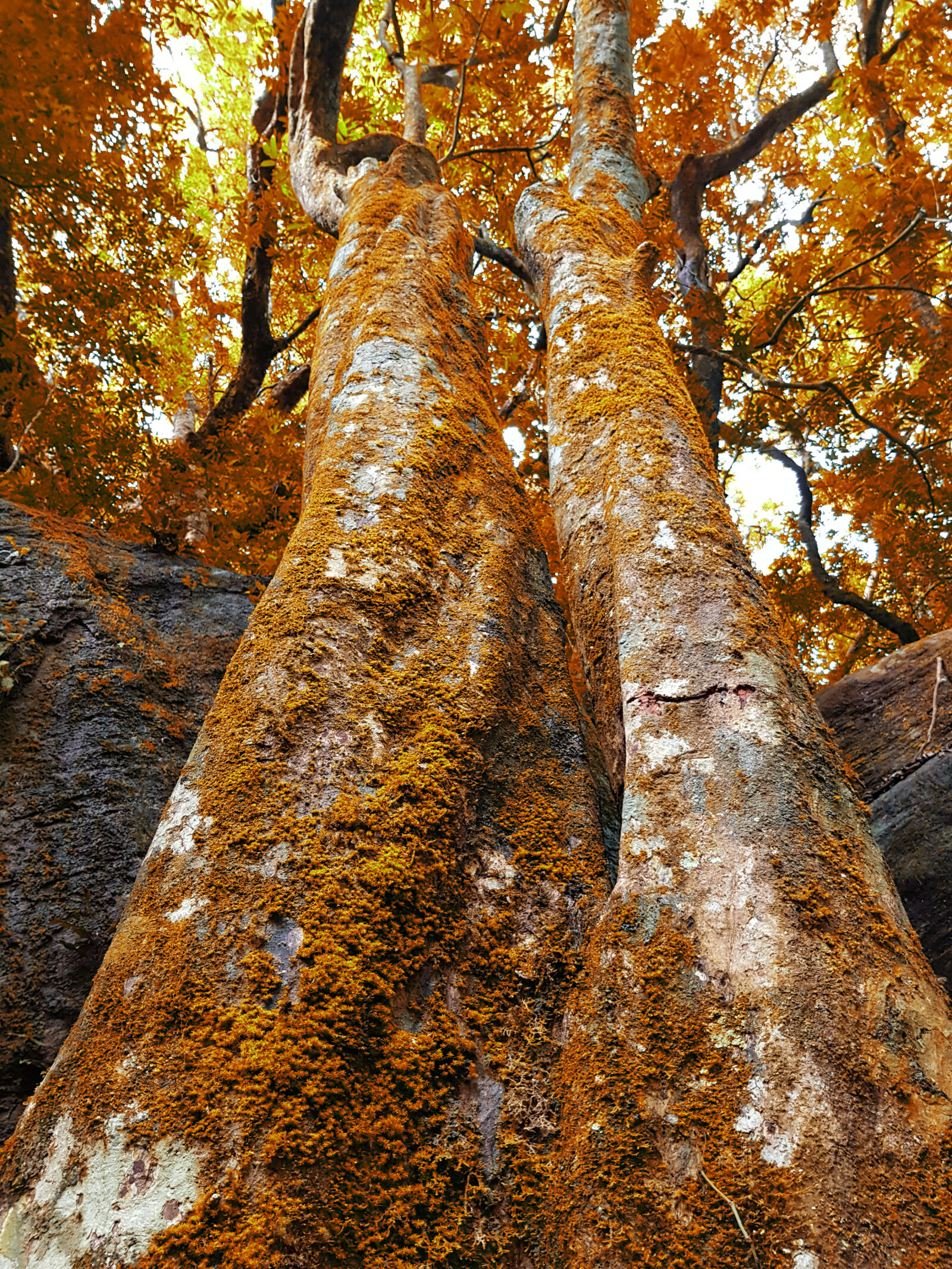 Samsung Galaxy S8 sample photo. Height, tree photography