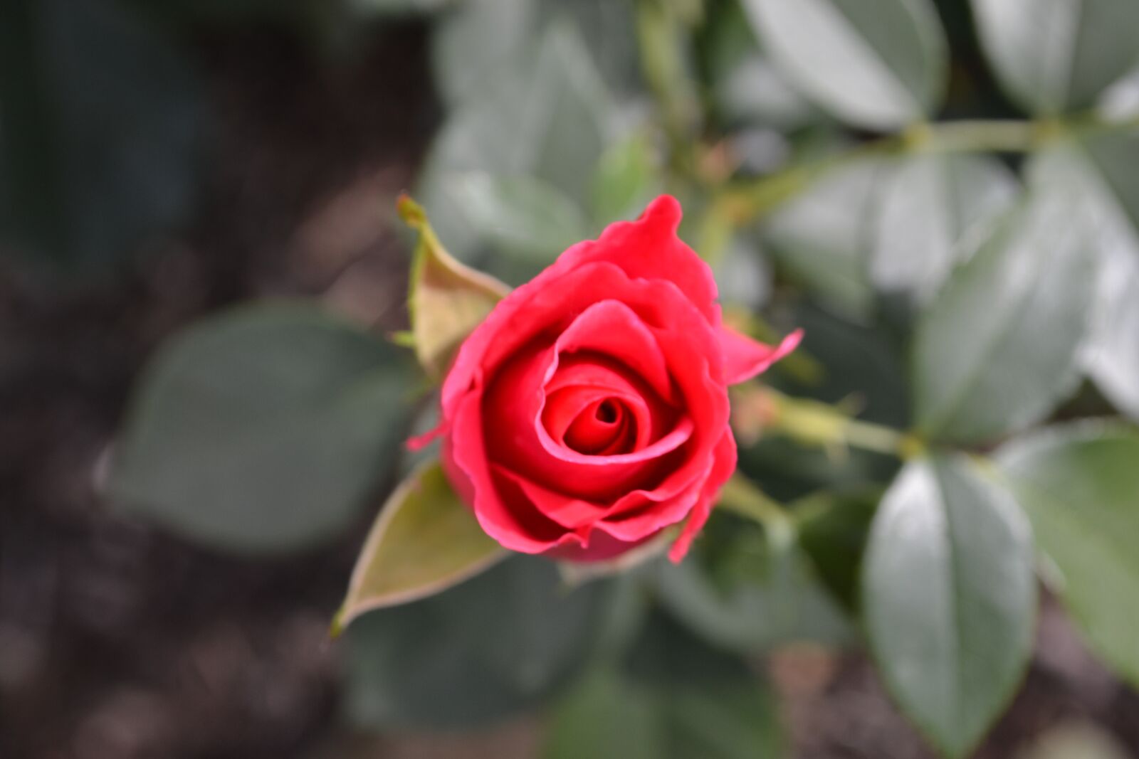 Nikon D3100 sample photo. Rose, flower, blossom photography