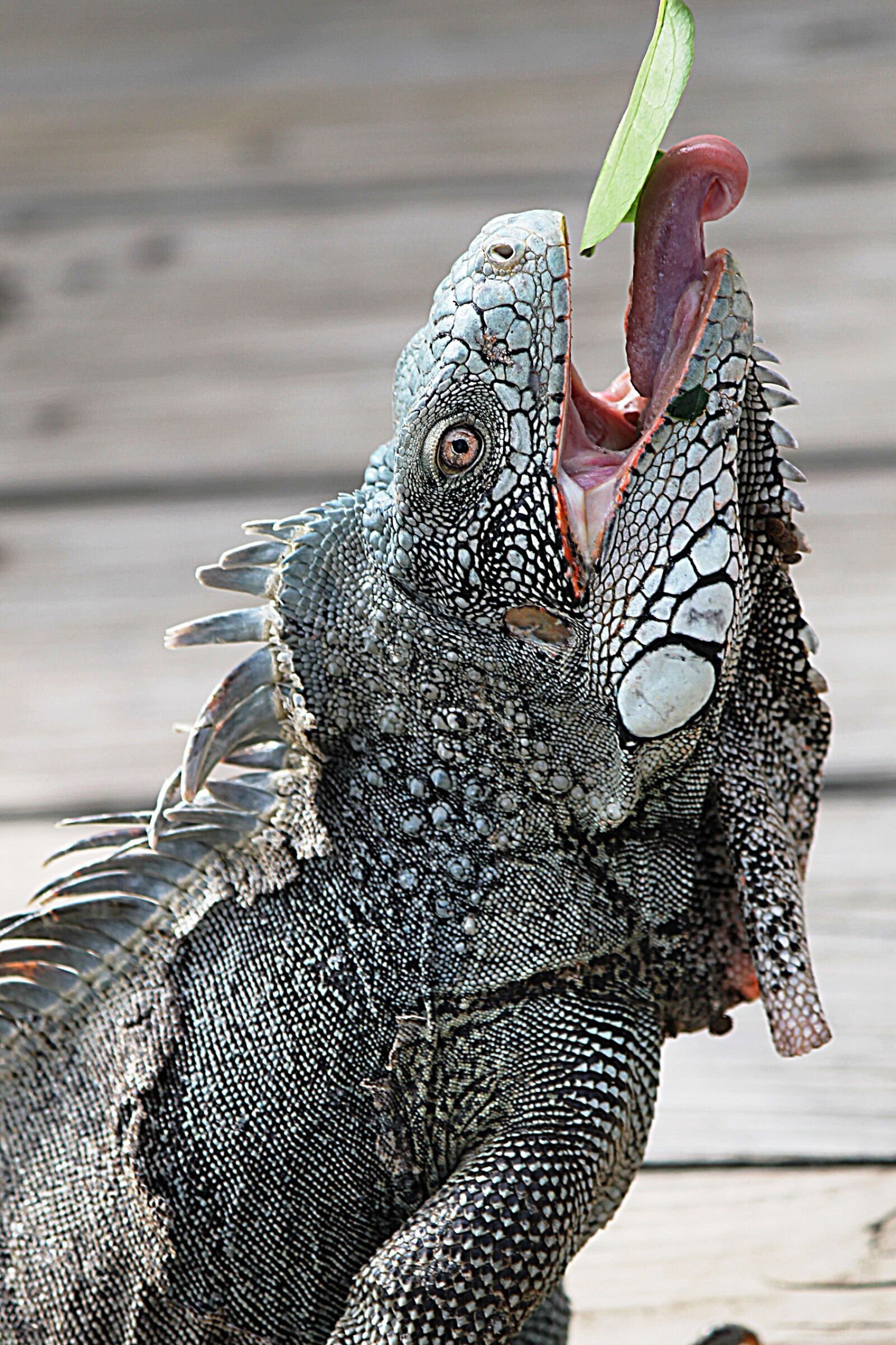 Canon EF-S 55-250mm F4-5.6 IS II sample photo. Iguana, curaçao, nature photography