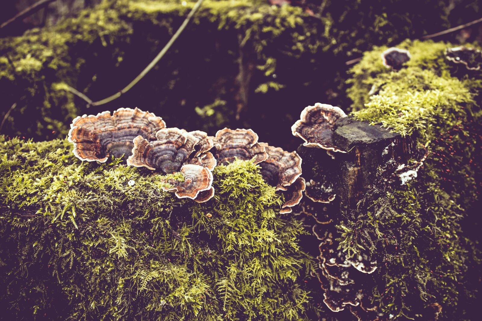 Canon EOS 1200D (EOS Rebel T5 / EOS Kiss X70 / EOS Hi) sample photo. Wild, mushroom, forest photography