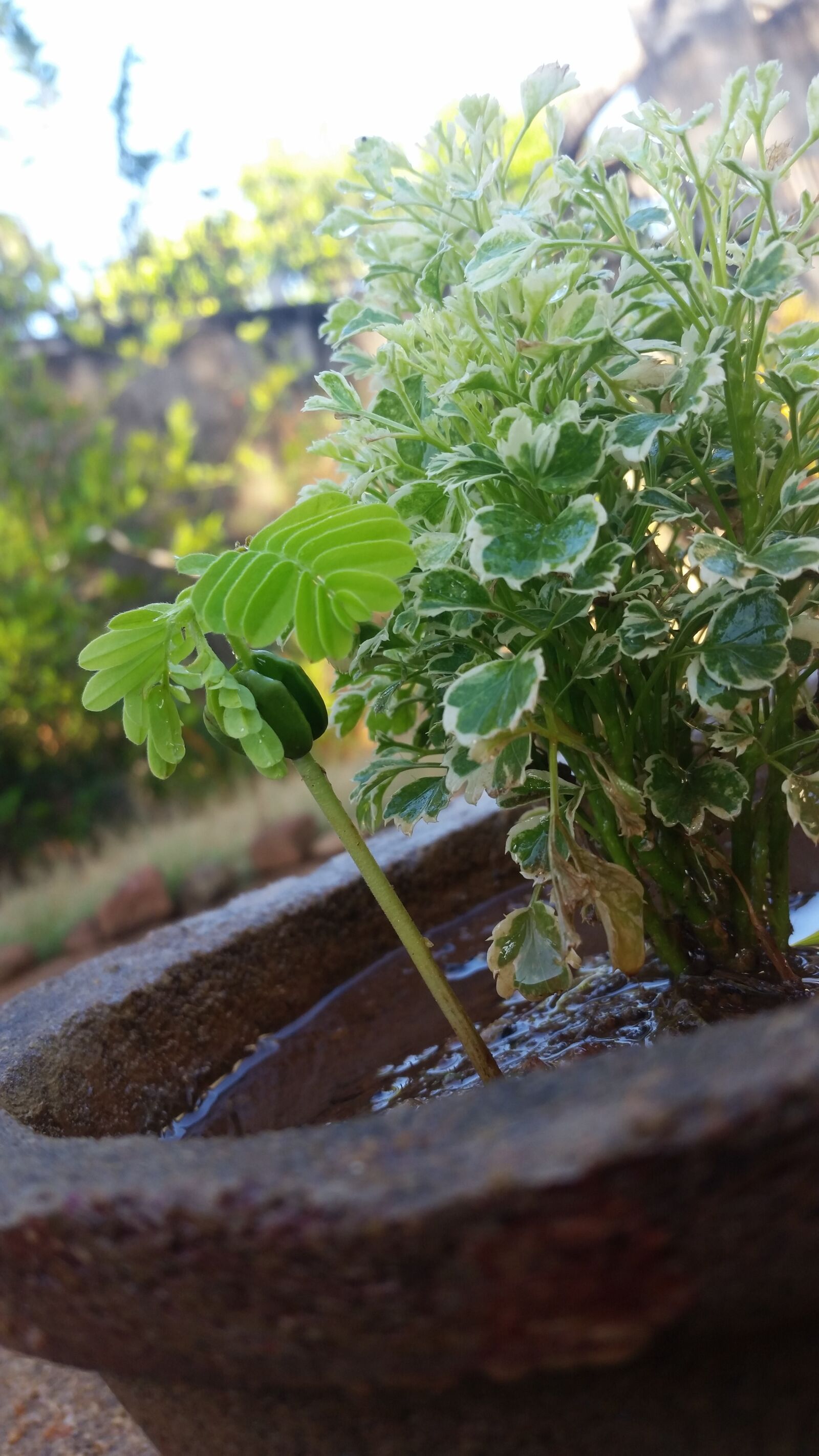 Samsung Galaxy S5 sample photo. Flower, pot, outdoors, plants photography