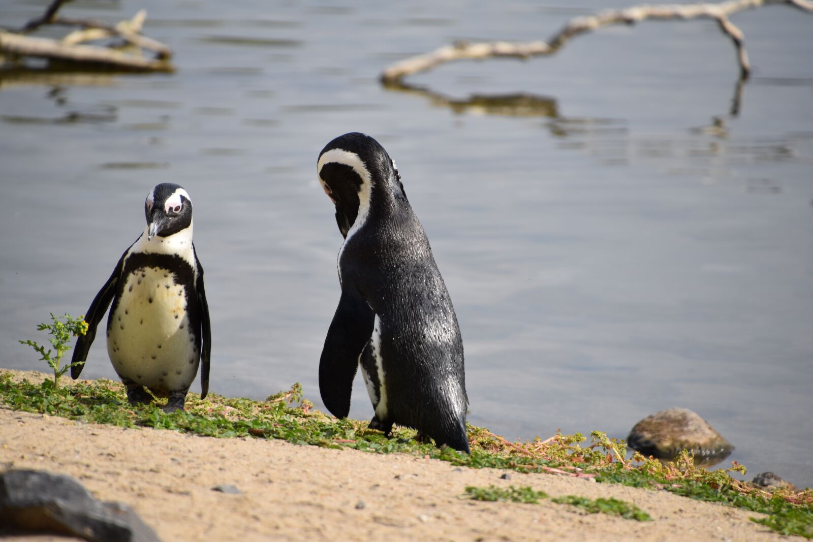 Nikon D5600 sample photo. Penguins, couple, nature photography