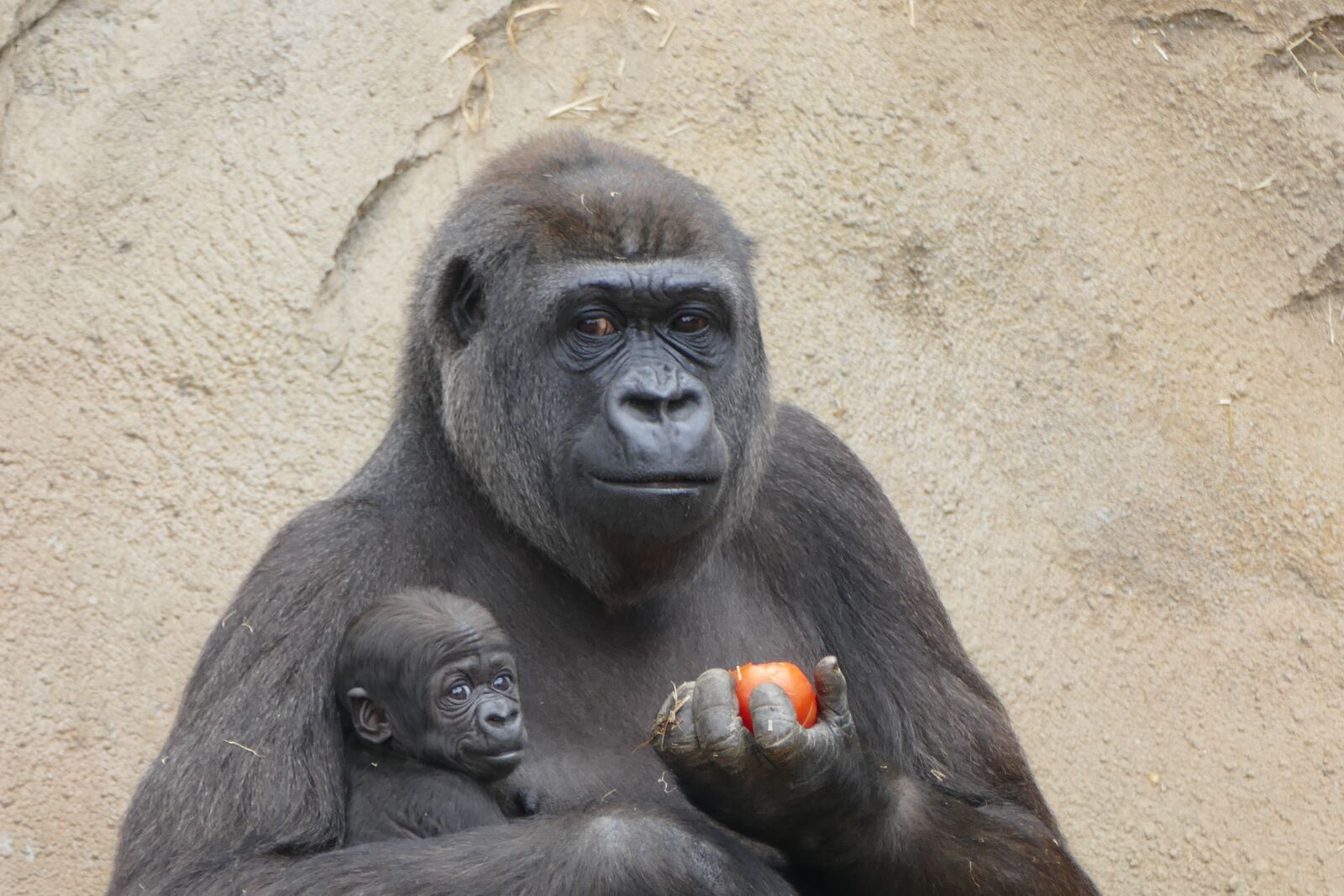 Panasonic Lumix DMC-FZ1000 sample photo. Gorilla, zoo, animal photography