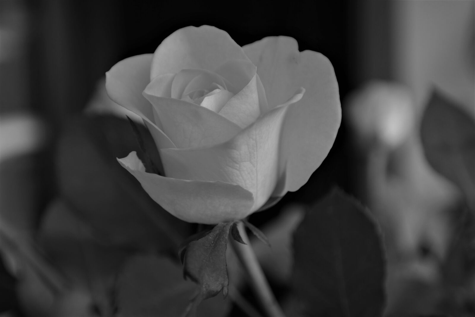 NX 18-55mm F3.5-5.6 sample photo. Rose, blossom, bloom photography