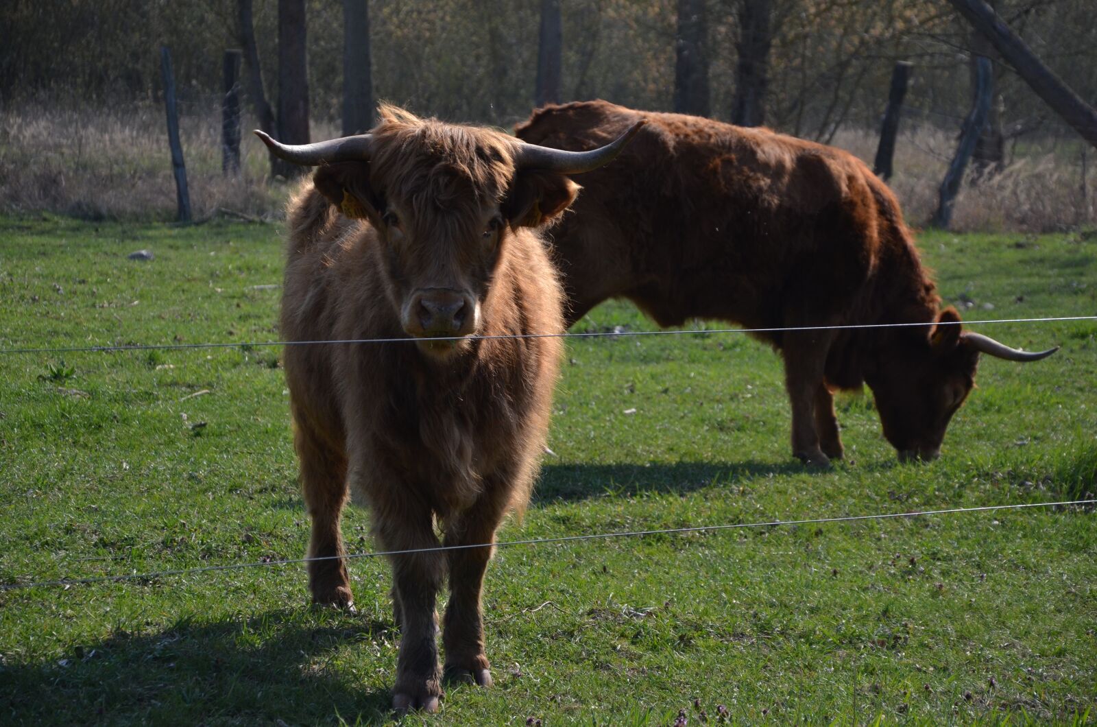 Nikon D7000 sample photo. Cows, nature, spring photography