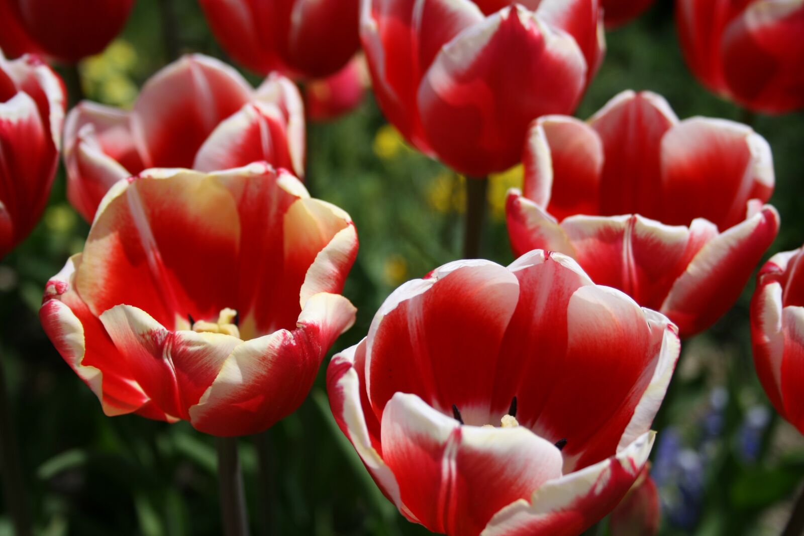 Canon EOS 400D (EOS Digital Rebel XTi / EOS Kiss Digital X) sample photo. Tulip, flowers, plant photography