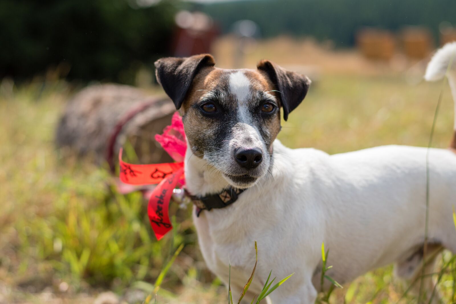 Nikon D5500 sample photo. Jack russell terier, dog photography