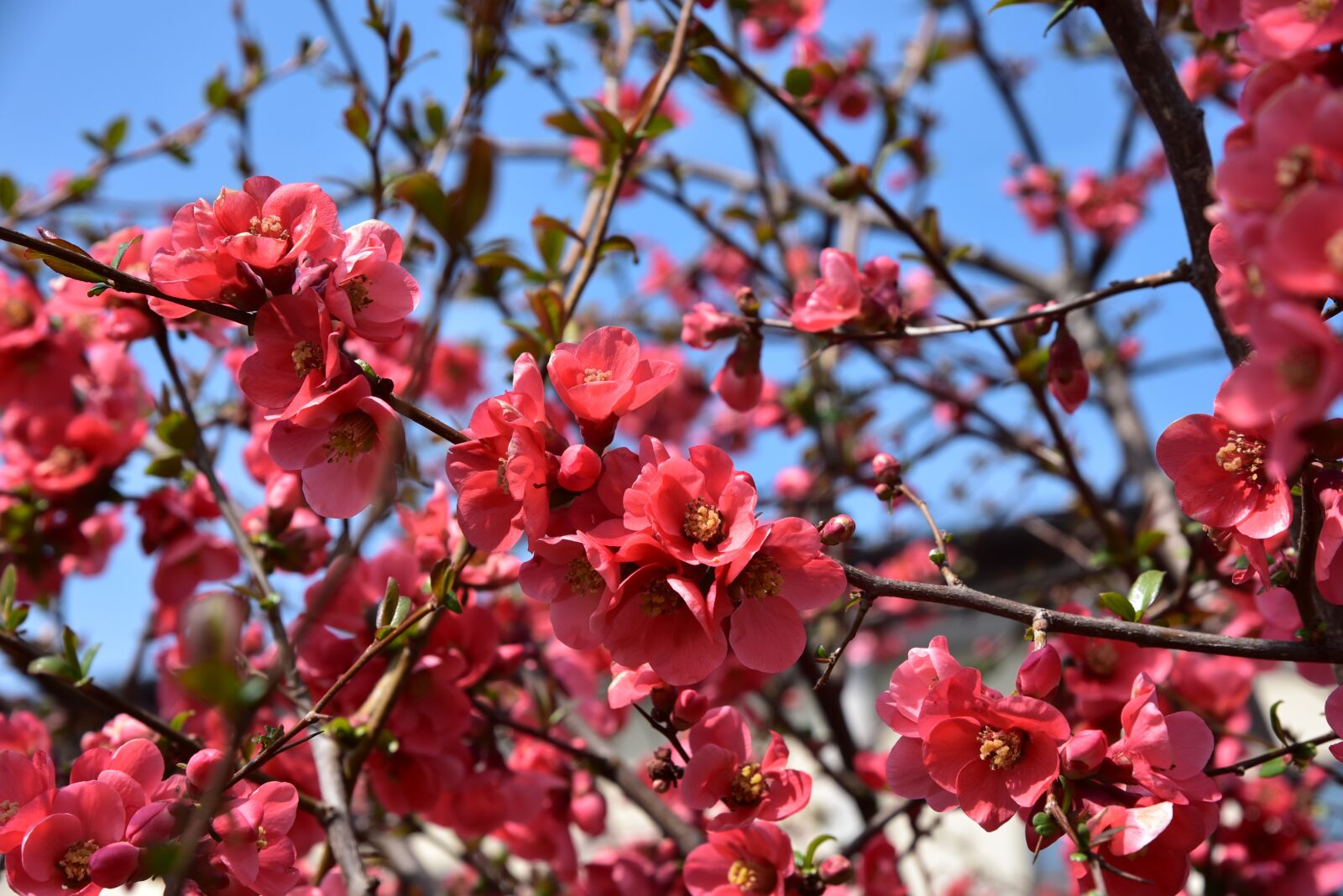 Nikon D750 sample photo. Spring, flowers, garden photography