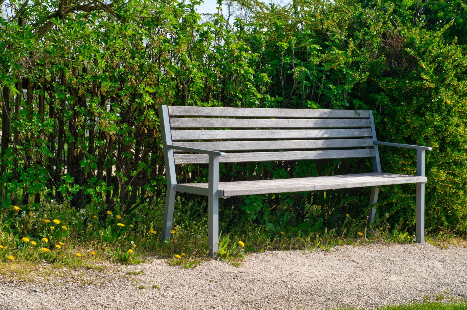 Nikon D7500 sample photo. Bench, park bench, wooden photography