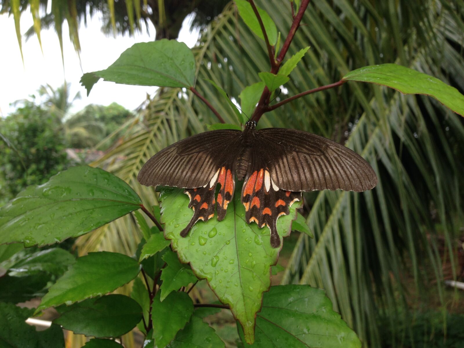 iPhone 5 back camera 4.12mm f/2.4 sample photo. Butterfly, nature, insect photography