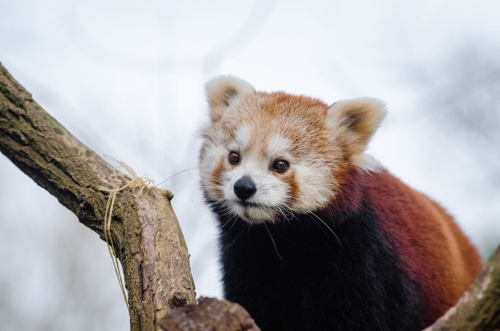 AF Zoom-Nikkor 80-200mm f/2.8 ED sample photo