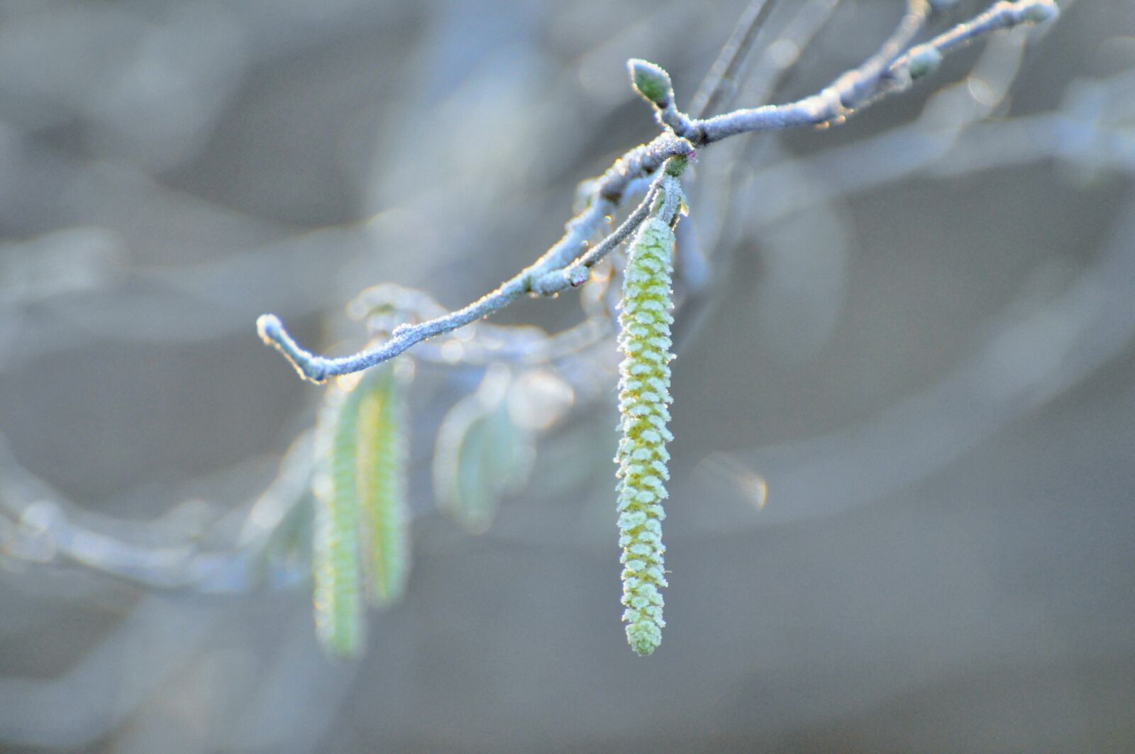 Nikon D90 sample photo. Plant, tree, leaves photography