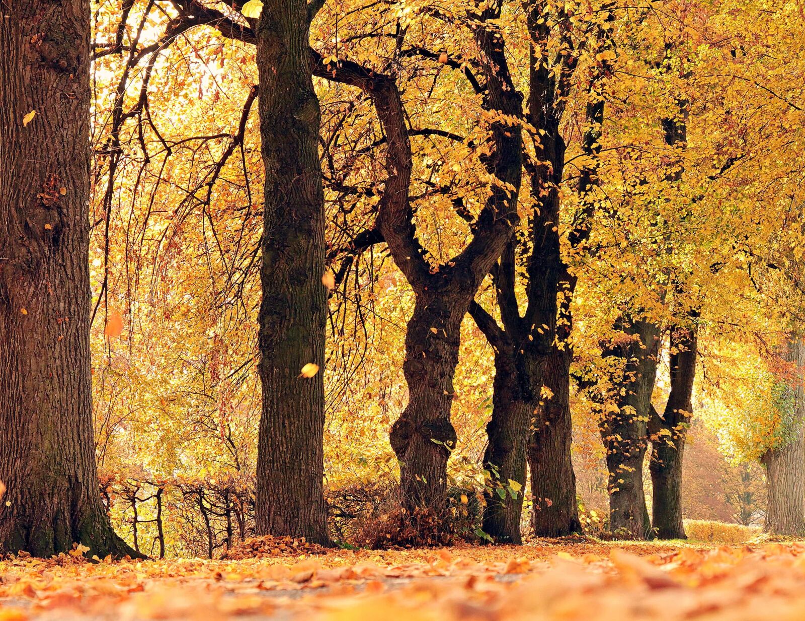 Canon EOS 550D (EOS Rebel T2i / EOS Kiss X4) sample photo. Wood, landscape, leaf, nature photography