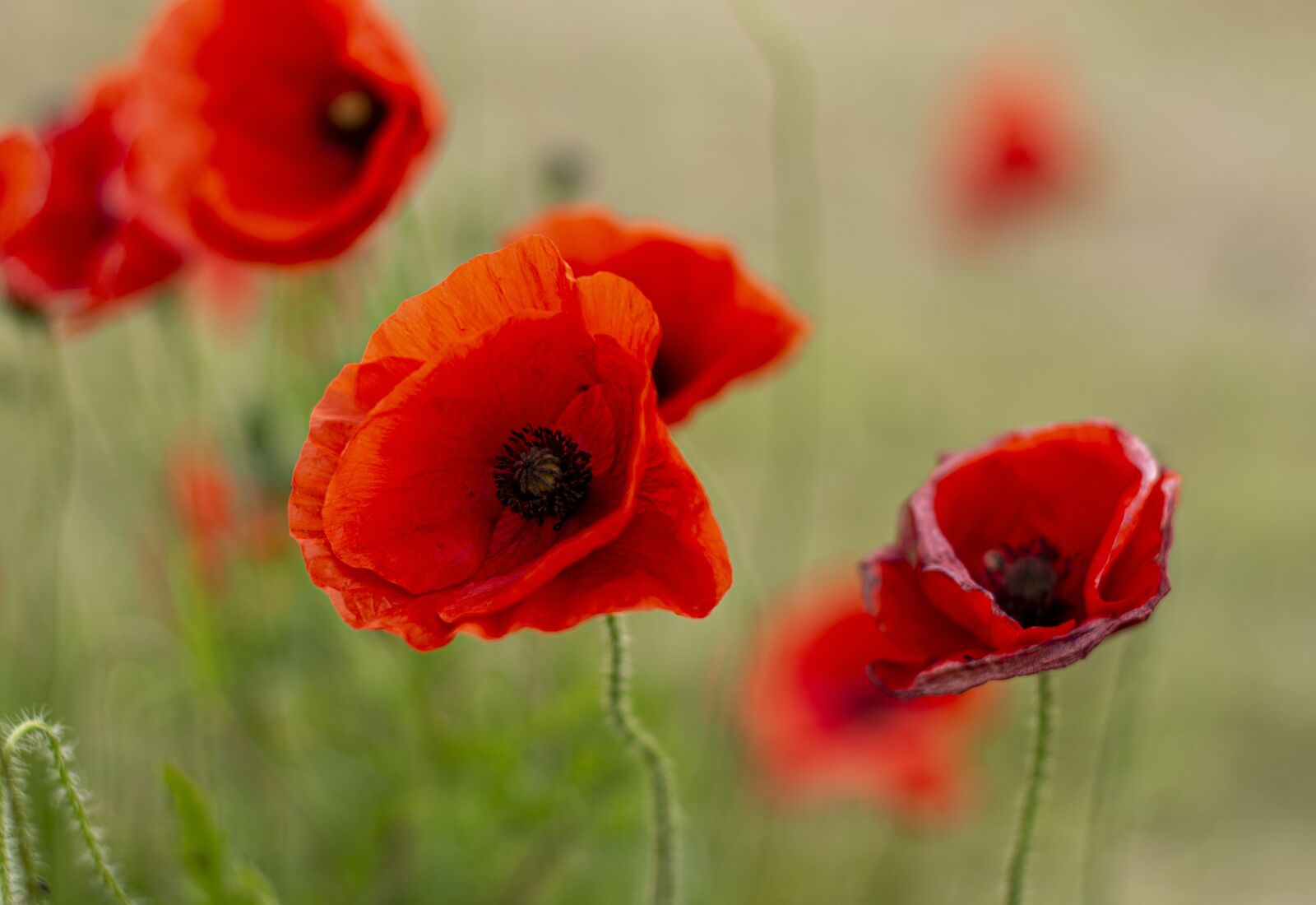 Nikon D7200 sample photo. Remembrance day, poppies, red photography