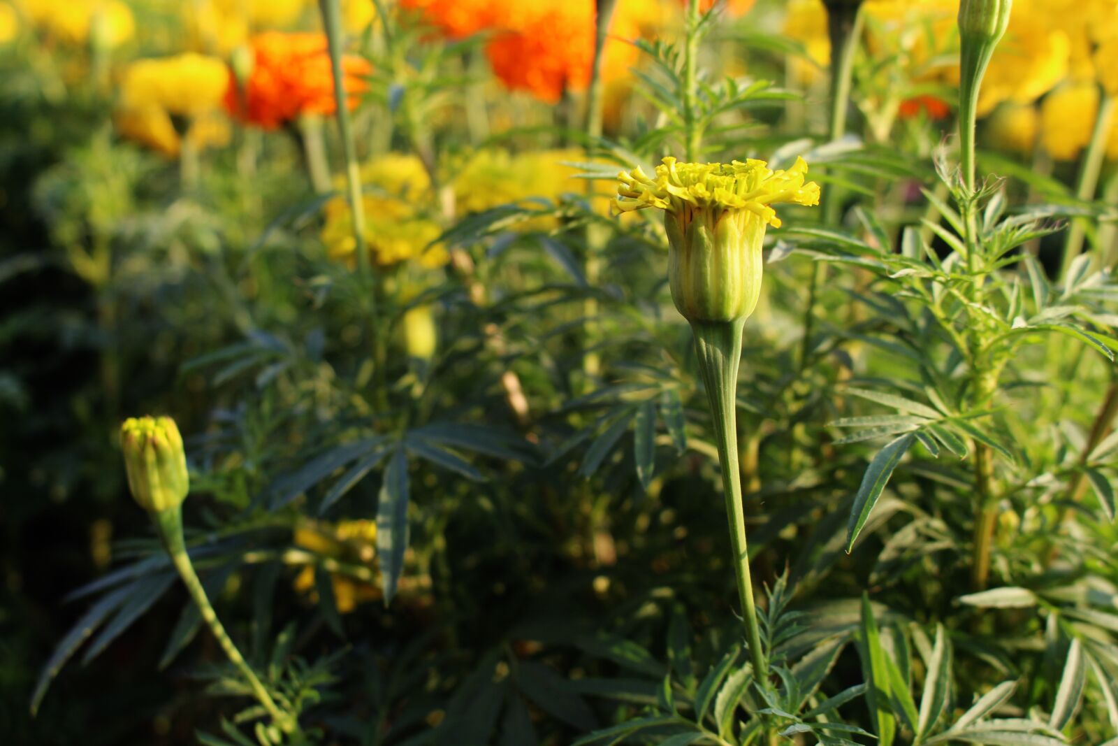 Canon EOS 700D (EOS Rebel T5i / EOS Kiss X7i) sample photo. Marigold, flower, the garden photography