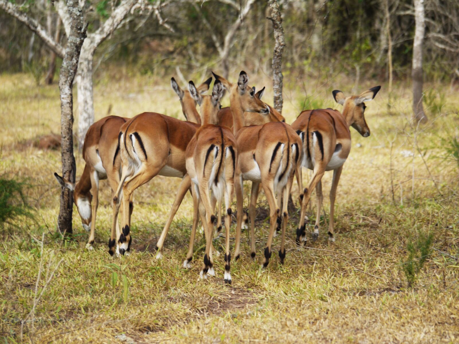 Panasonic Lumix DMC-G1 sample photo. Antelope, from the rear photography
