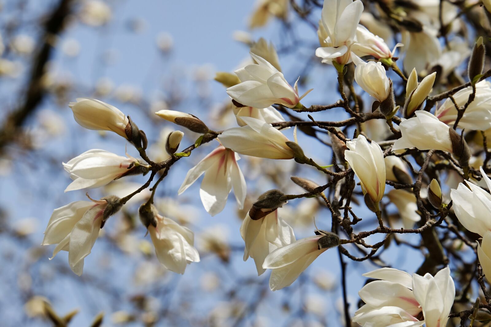 Fujifilm XF 55-200mm F3.5-4.8 R LM OIS sample photo. Magnolia, tree, flourishing tree photography