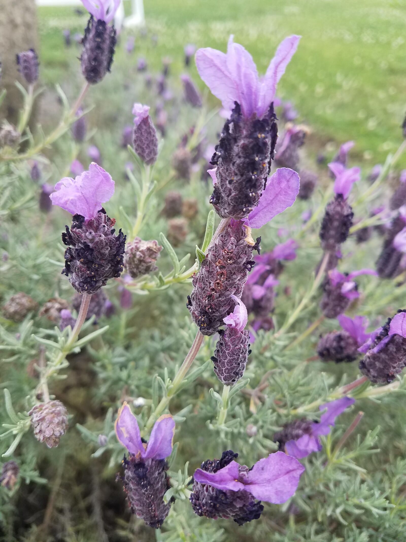 Samsung Galaxy S7 Edge sample photo. Flowers, lavender photography