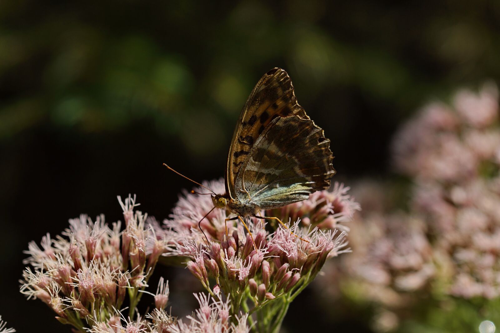 Sony SLT-A68 + 105mm F2.8 sample photo. Fritillary, edelfalter, butterfly photography