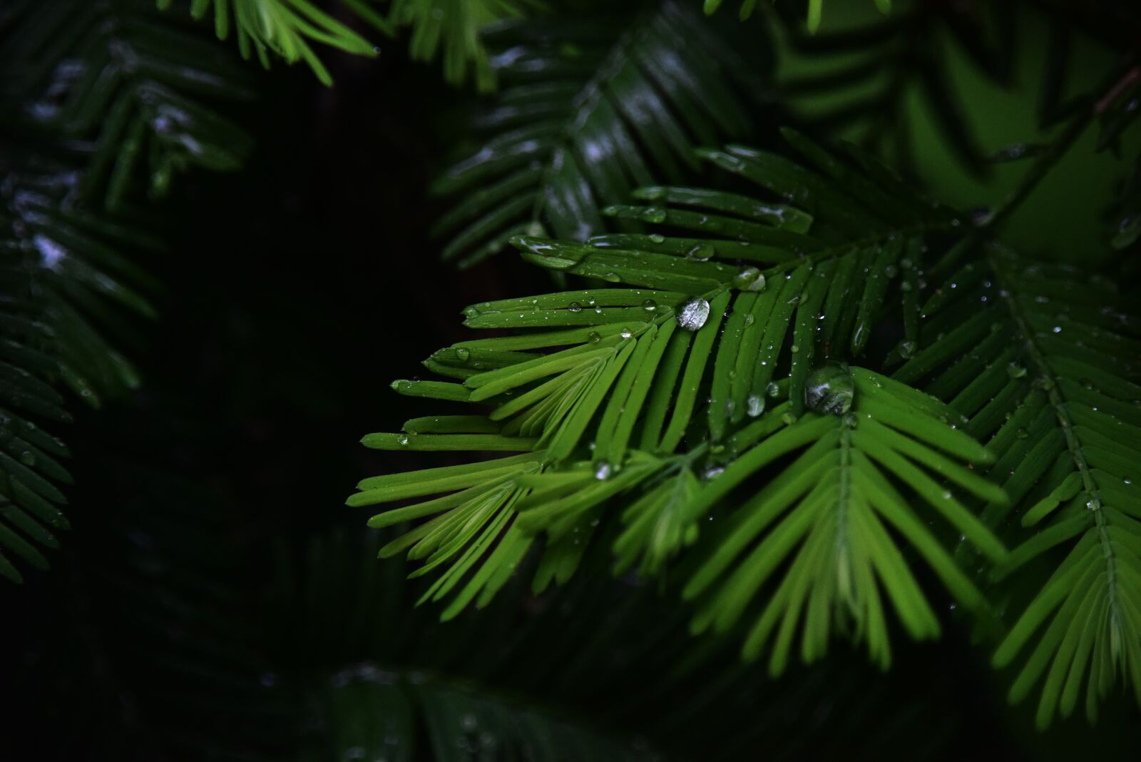 Nikon D810 sample photo. Water droplets, rain, it's photography
