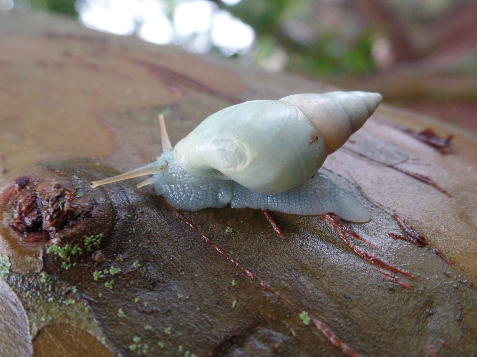 Samsung WB350F/WB351F/WB352F sample photo. Slug, tree, animal photography