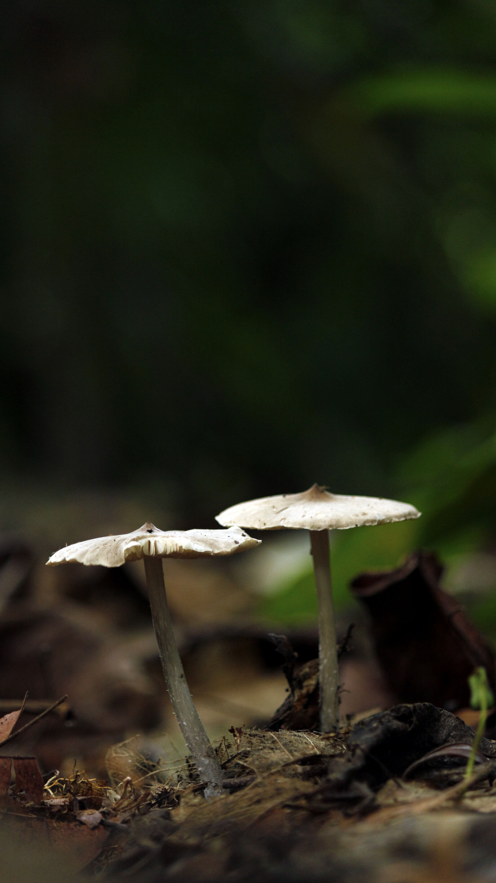 Canon EOS 700D (EOS Rebel T5i / EOS Kiss X7i) sample photo. Close, up, edible, agaric photography