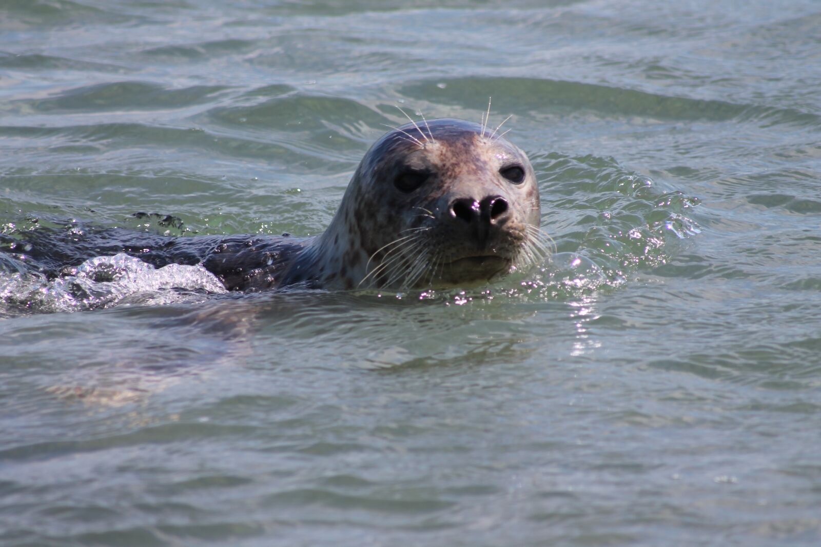 Canon EOS 1100D (EOS Rebel T3 / EOS Kiss X50) sample photo. Gray seal, helgoland, robbe photography