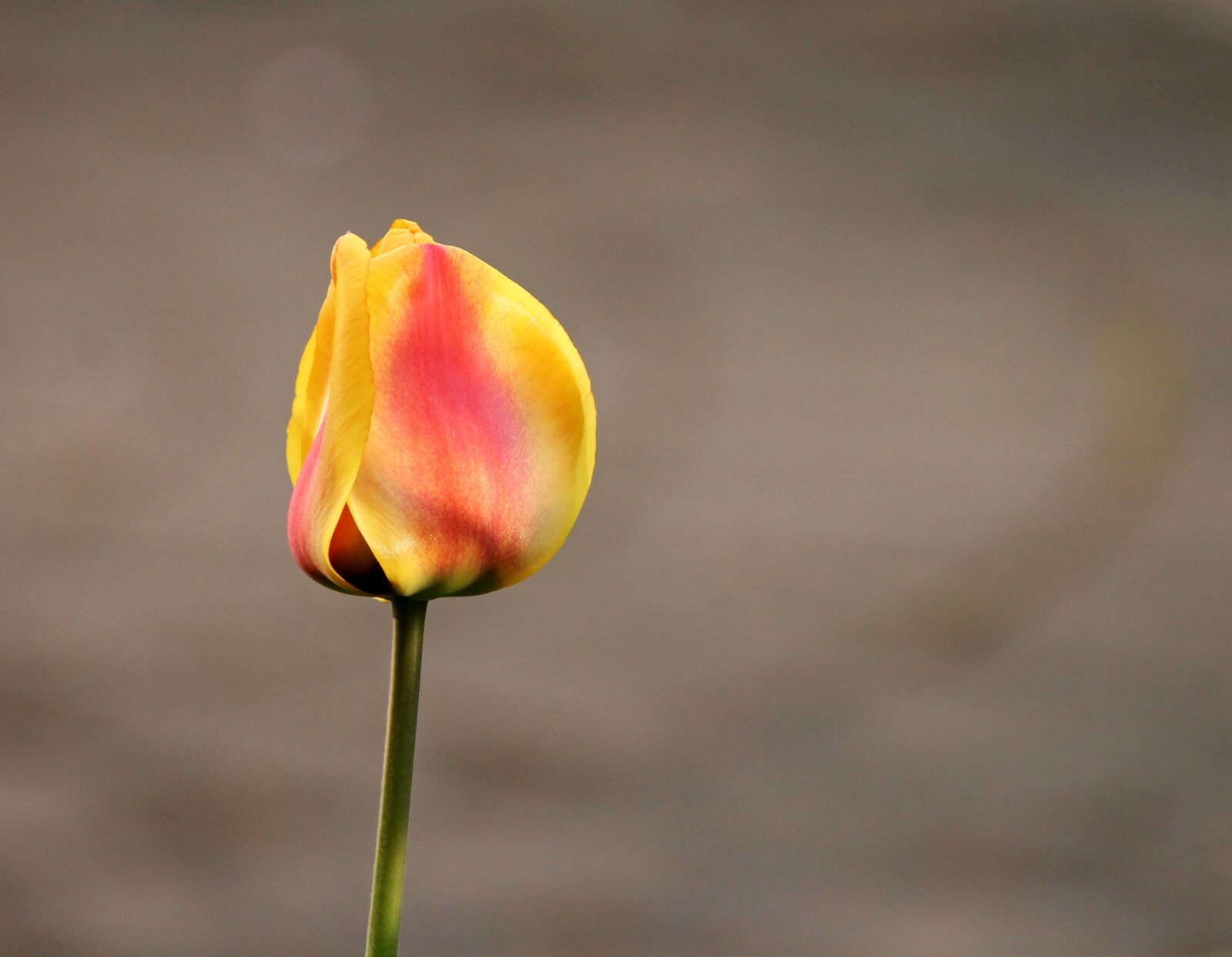 Canon EOS 1100D (EOS Rebel T3 / EOS Kiss X50) sample photo. Tulip, closed, blossom photography