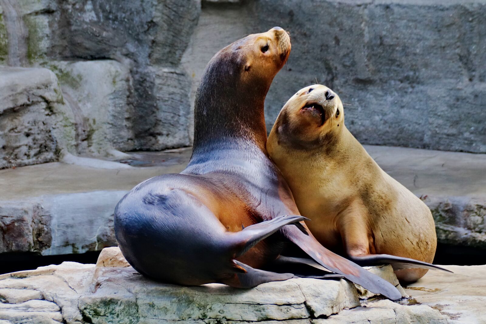 Canon EOS 77D (EOS 9000D / EOS 770D) sample photo. Sea lions, a pair photography