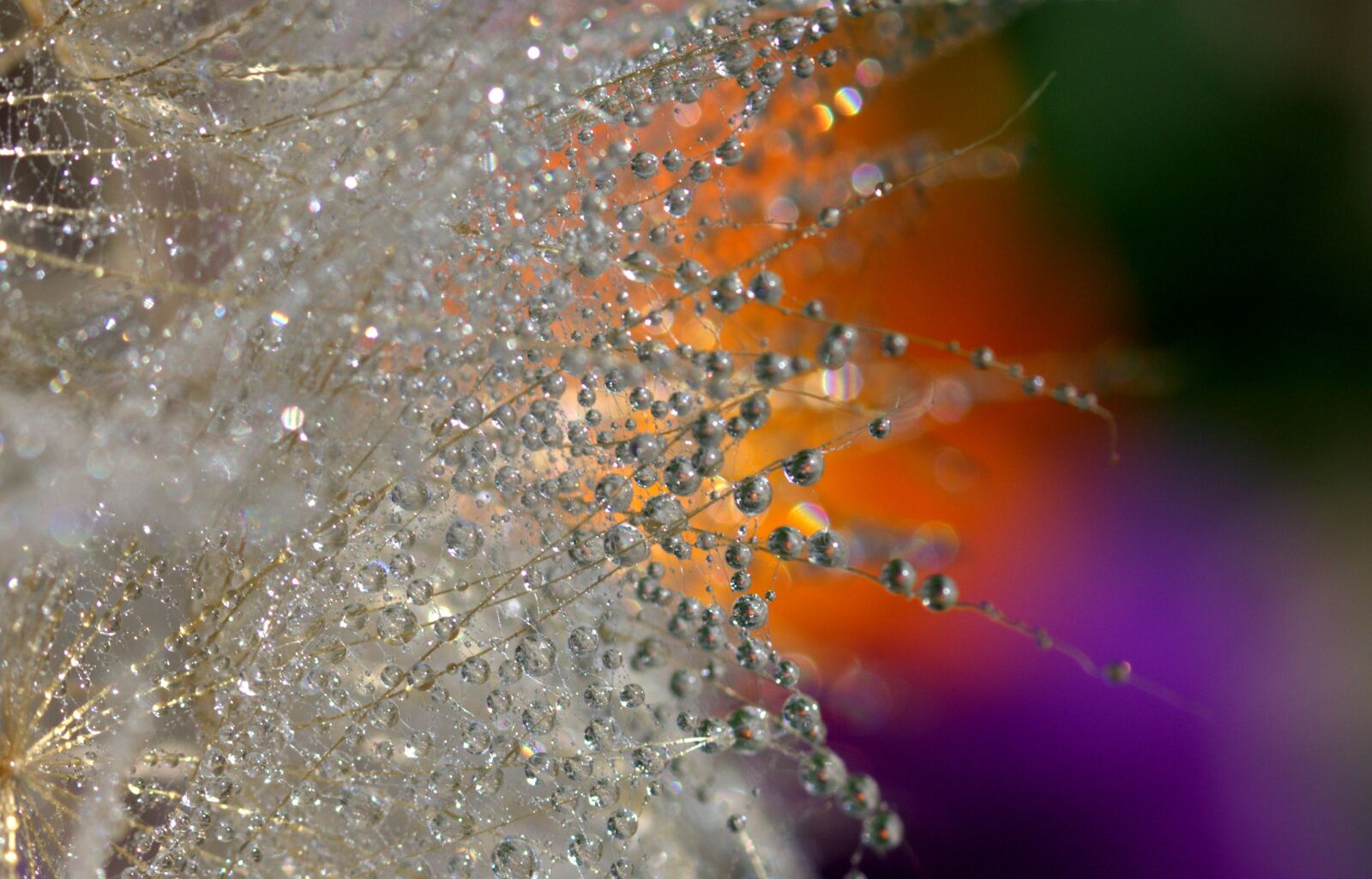 Canon EF-S 60mm F2.8 Macro USM sample photo. Dandelion, macro, drops photography