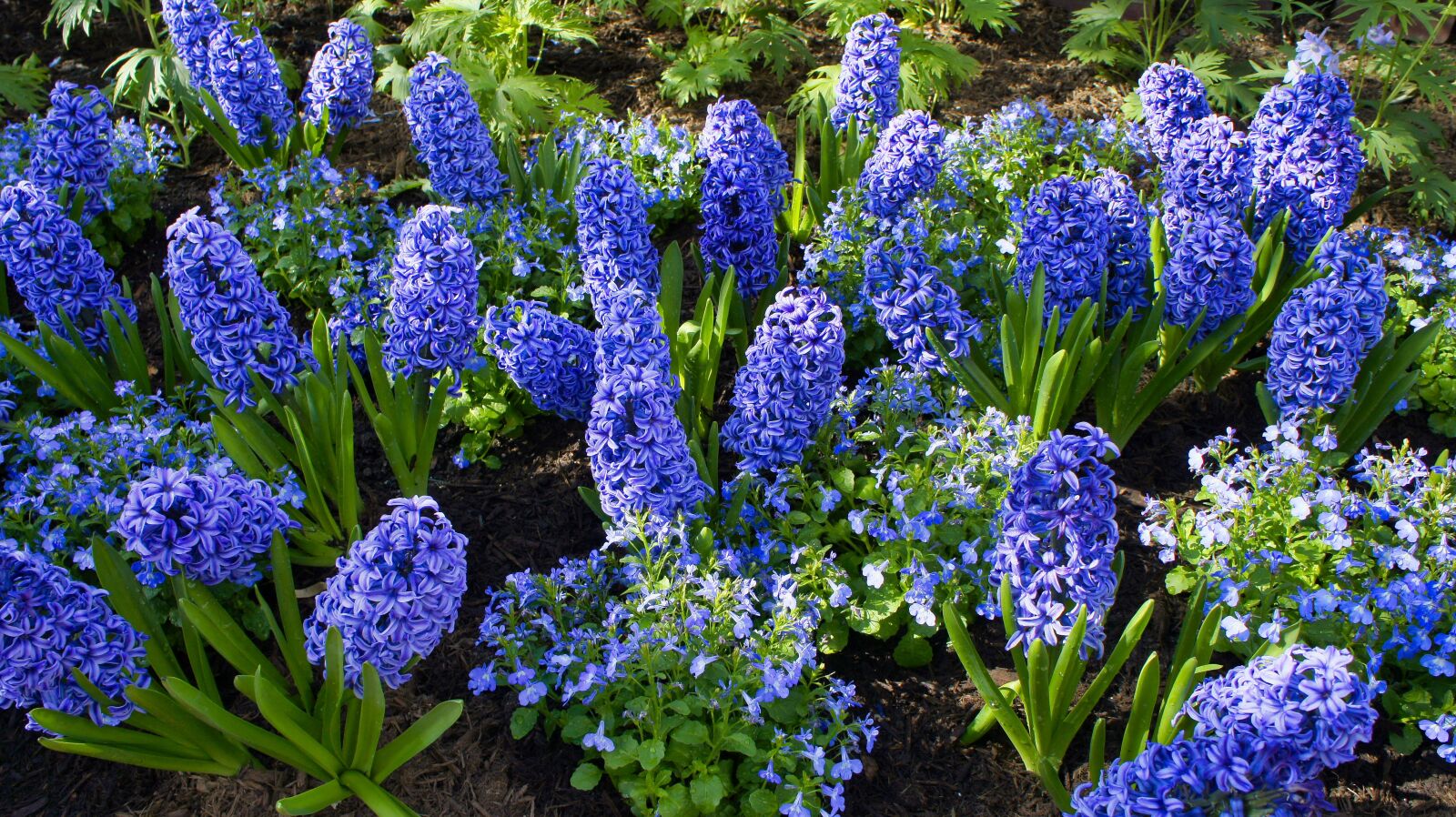 Sony Alpha NEX-5 sample photo. Hyacinth, blue, flowers photography
