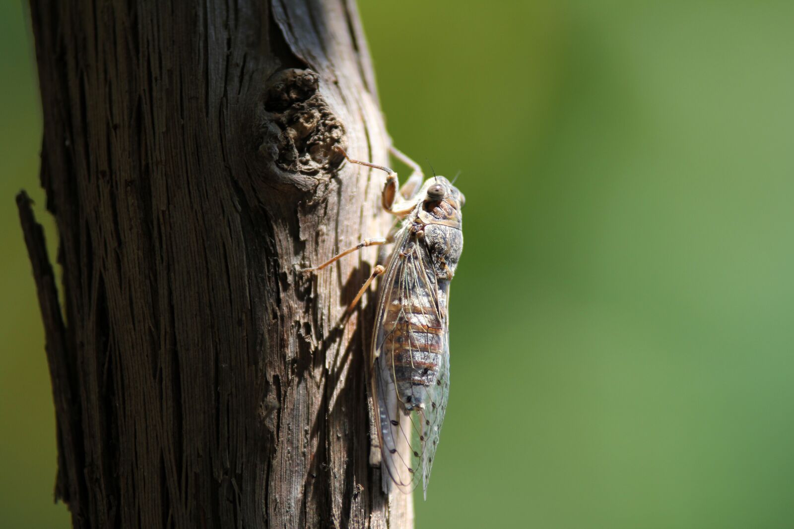 Canon EOS 550D (EOS Rebel T2i / EOS Kiss X4) sample photo. Flying insect, animal, outdoor photography