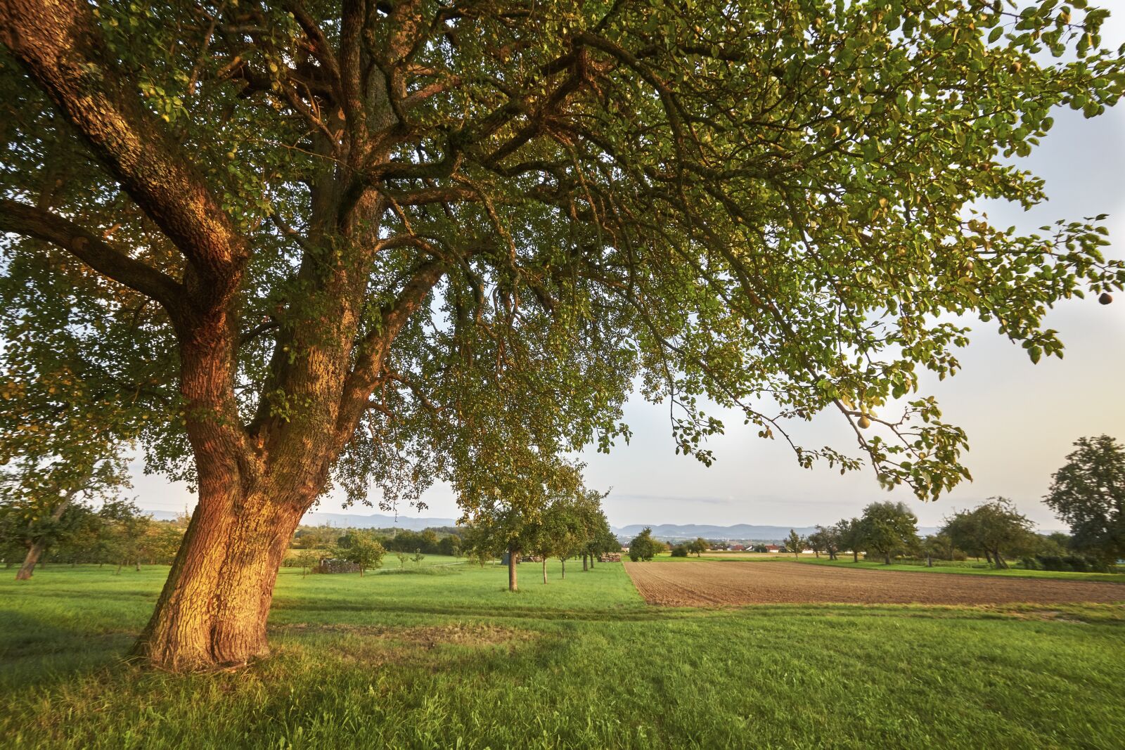 Sony SLT-A77 + 10-20mm F3.5 sample photo. Evening, sun, pear photography