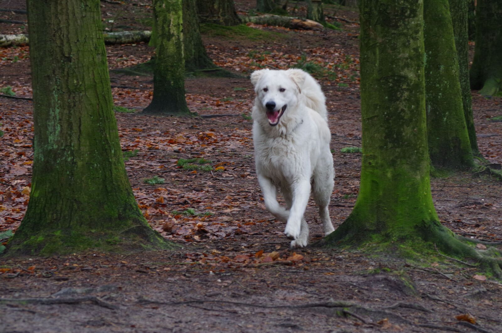 Pentax K-30 sample photo. Dog, los, loose photography