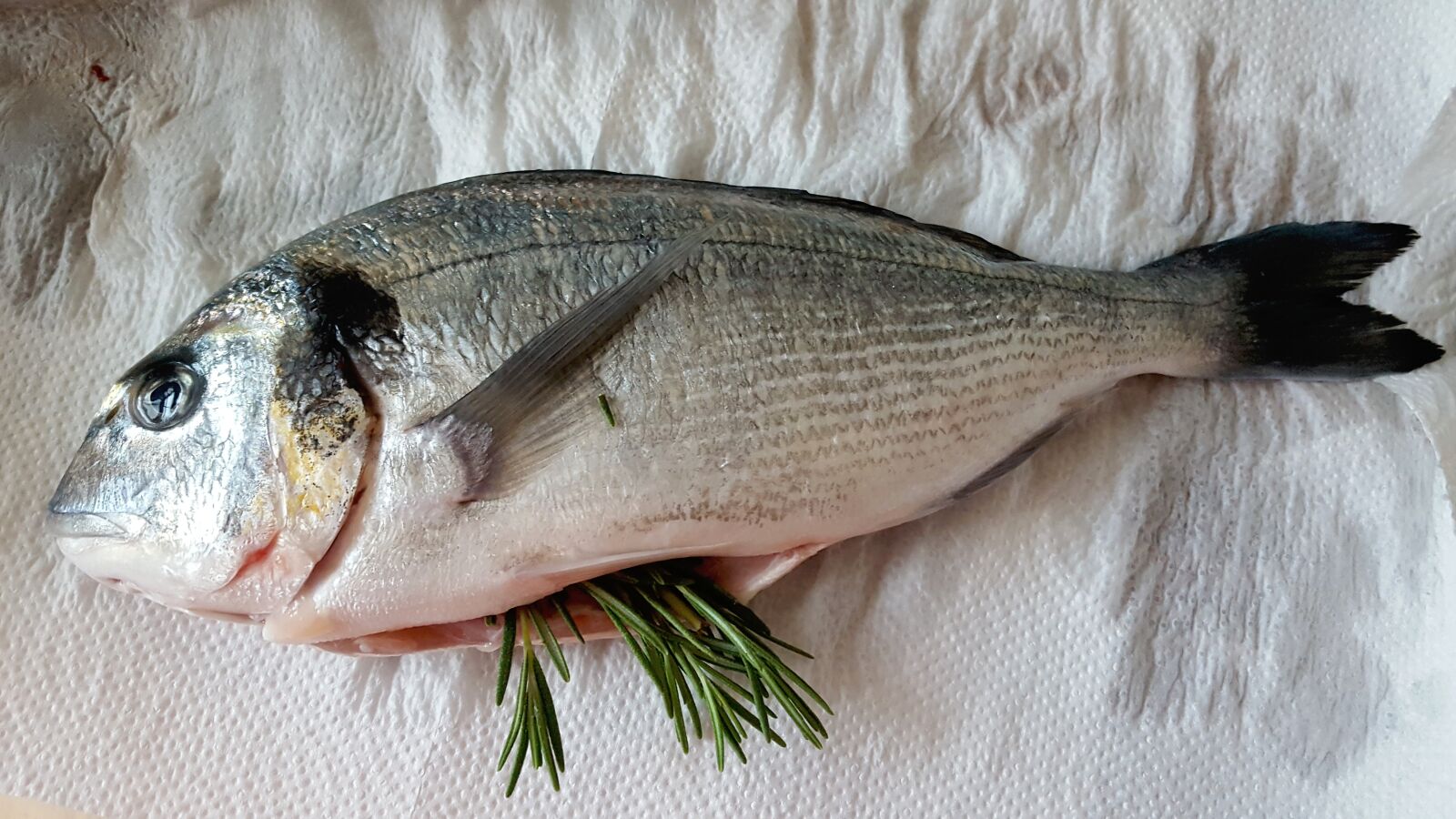 Samsung Galaxy S6 sample photo. Fish, seafood, food photography