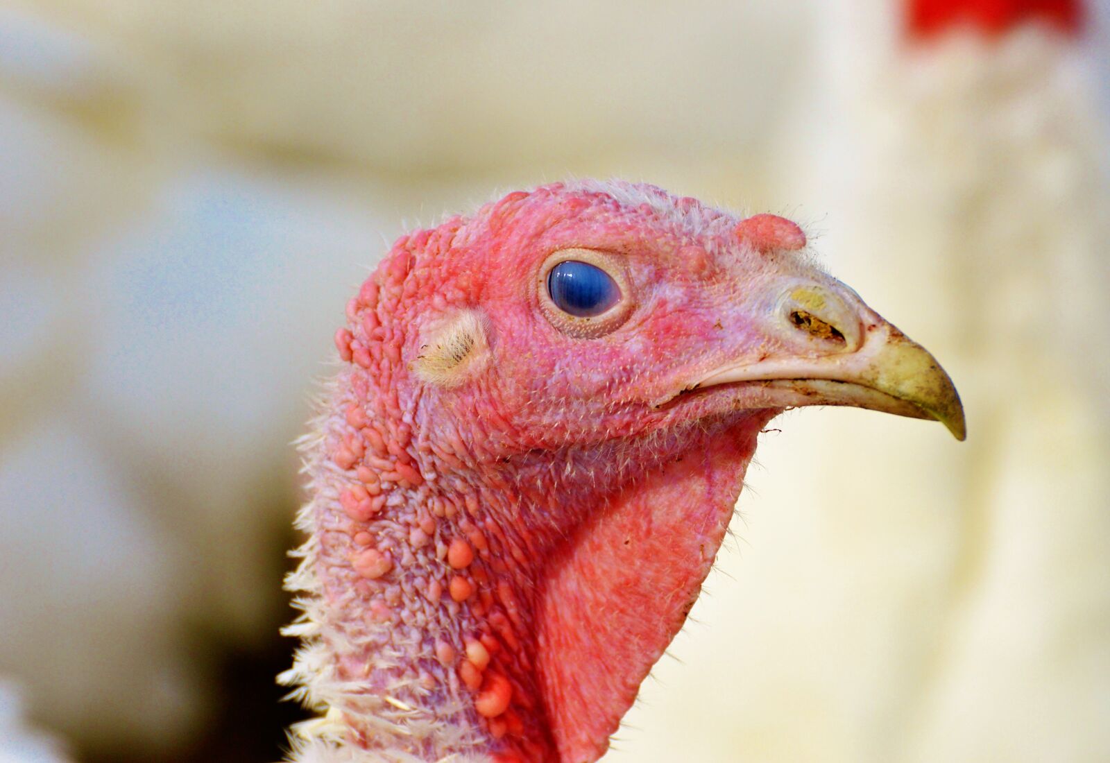 Nikon D3200 sample photo. Turkeys, birds, eye photography